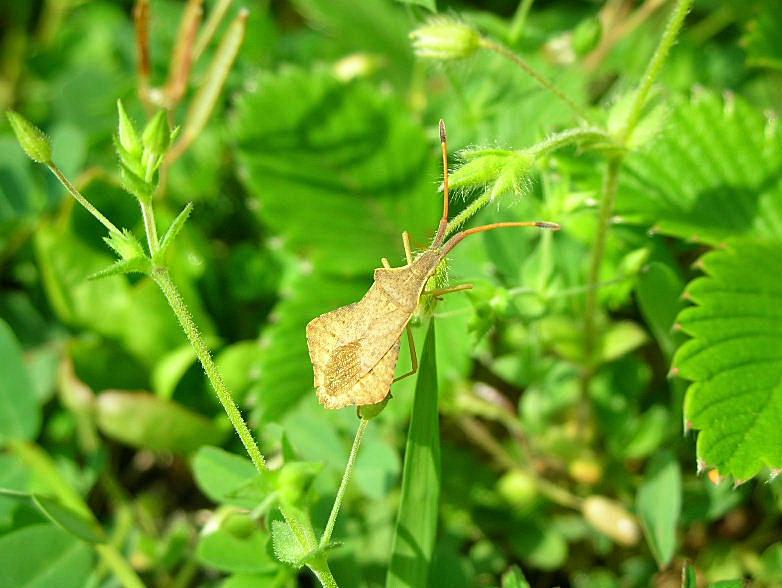 Piccolo insetto irrequieto fra l''erba ...Syromastus rhombeus